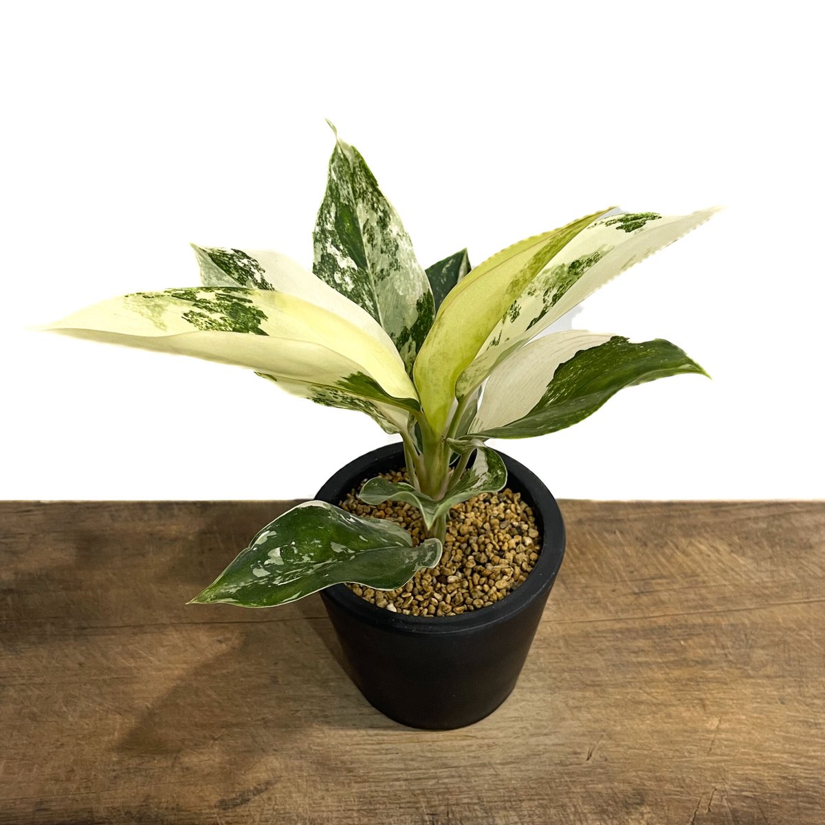 アグラオネマ サイアム ジェイド「Aglaonema Siam Jade」14F-2 | SH