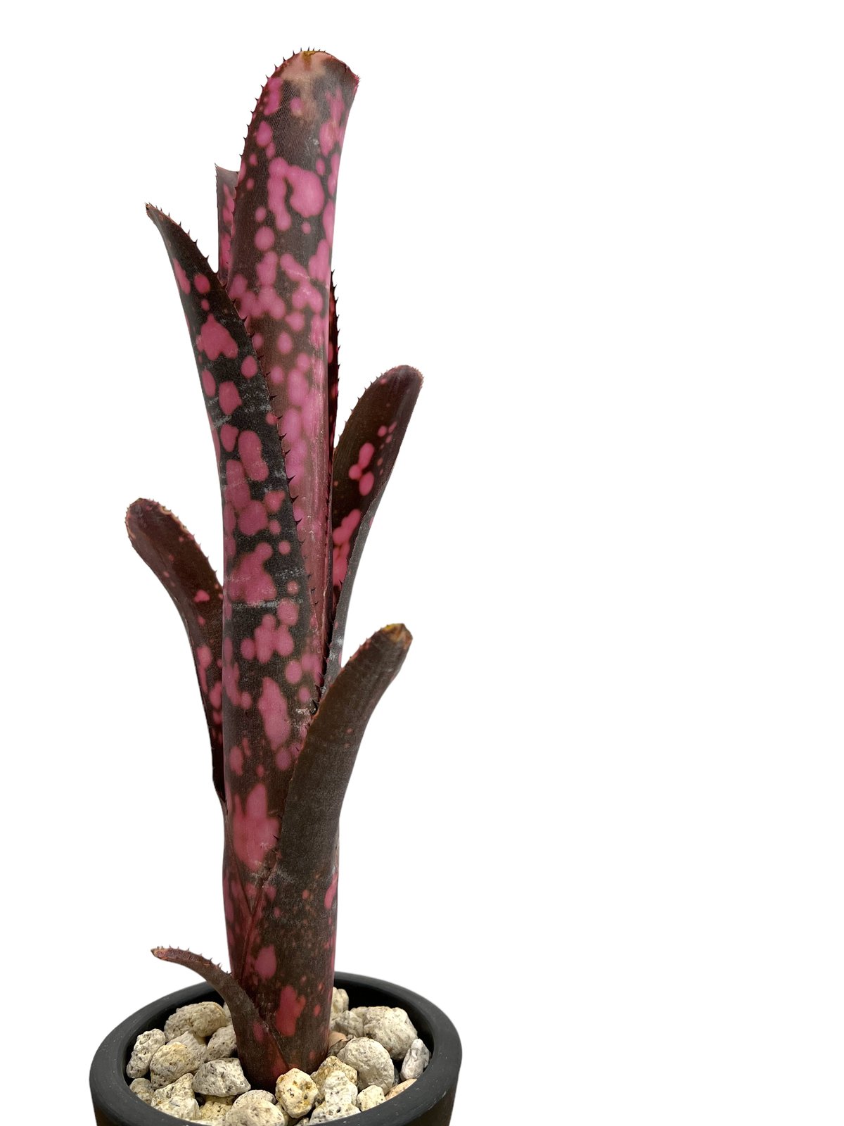 ビルベルギア インセンディアリー デライト 「Billbergia