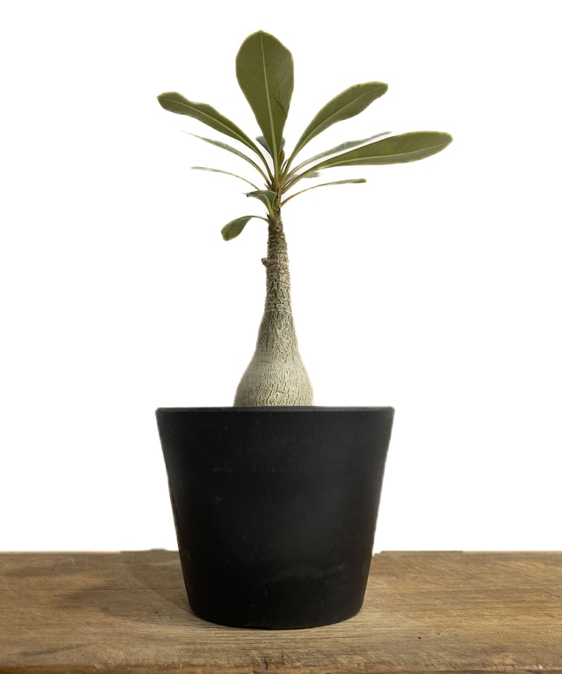 アデニウム ソコトラナム 「Adenium socotranum 」41E-1 | SHOU