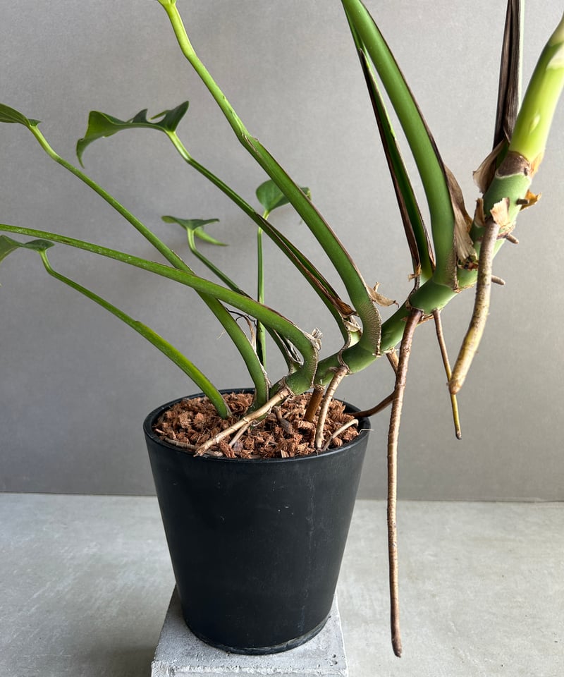 モンステラ バールマルクスフレーム① モンステラ バールマルクスフレーム 「Monstera burle marx's
