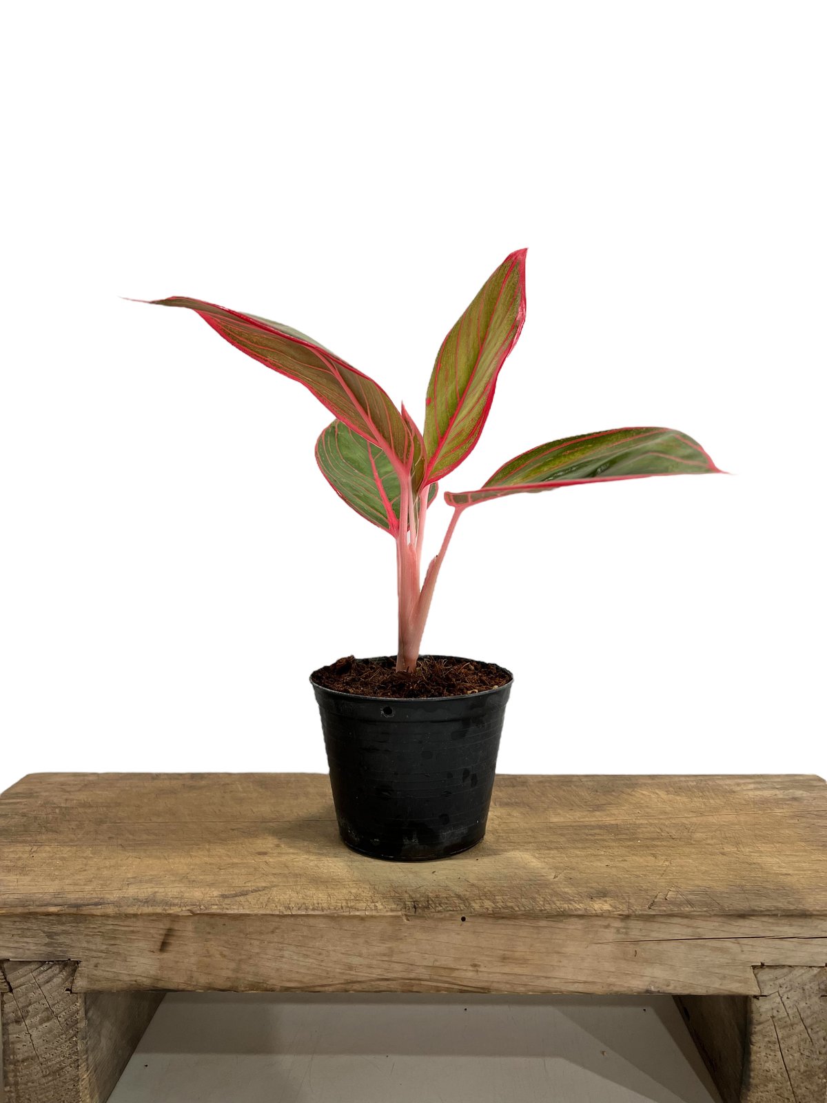 アグラオネマ リップスティック カンザ 「Aglaonema Lipstick Khanza」