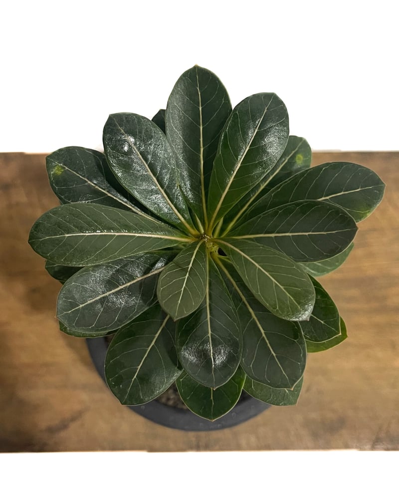 アデニウム ソコトラナム 「Adenium socotranum 」85D-1 | SHOU