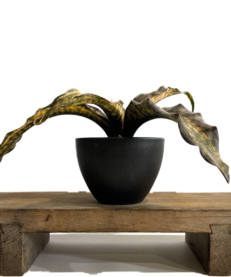 サンセベリア キルキー コパトーン 斑入「Sansevieria Kirkii
