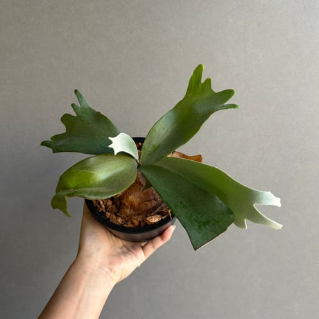 コウモリラン | STORES