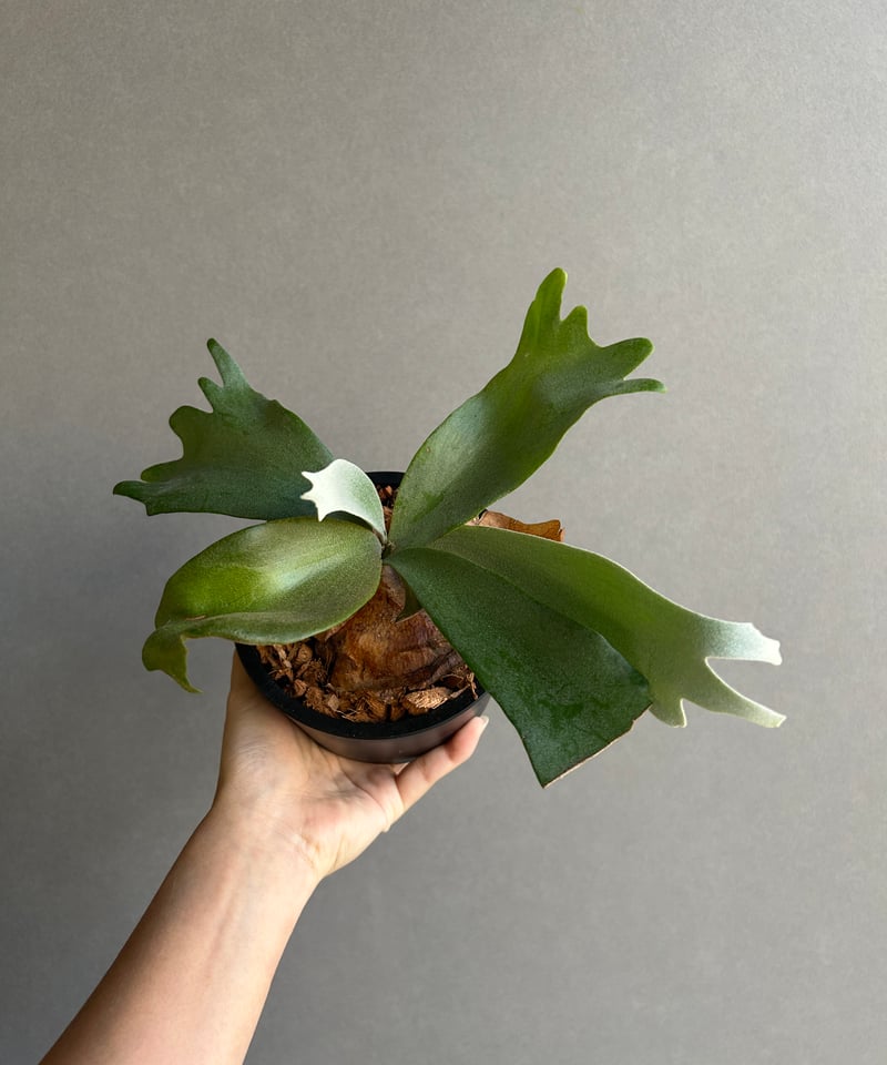 ビカクシダ　ウィリンキー　ミックススポア　板付 楽天市場】観葉植物/ビカクシダ：ミックススポア（willinckii