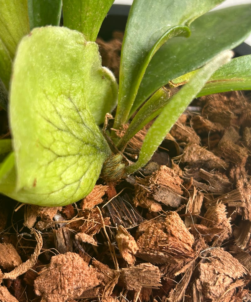 P. Ghost Hands 子株 ビカクシダ P. Ghost Hands 子株 ビカクシダ