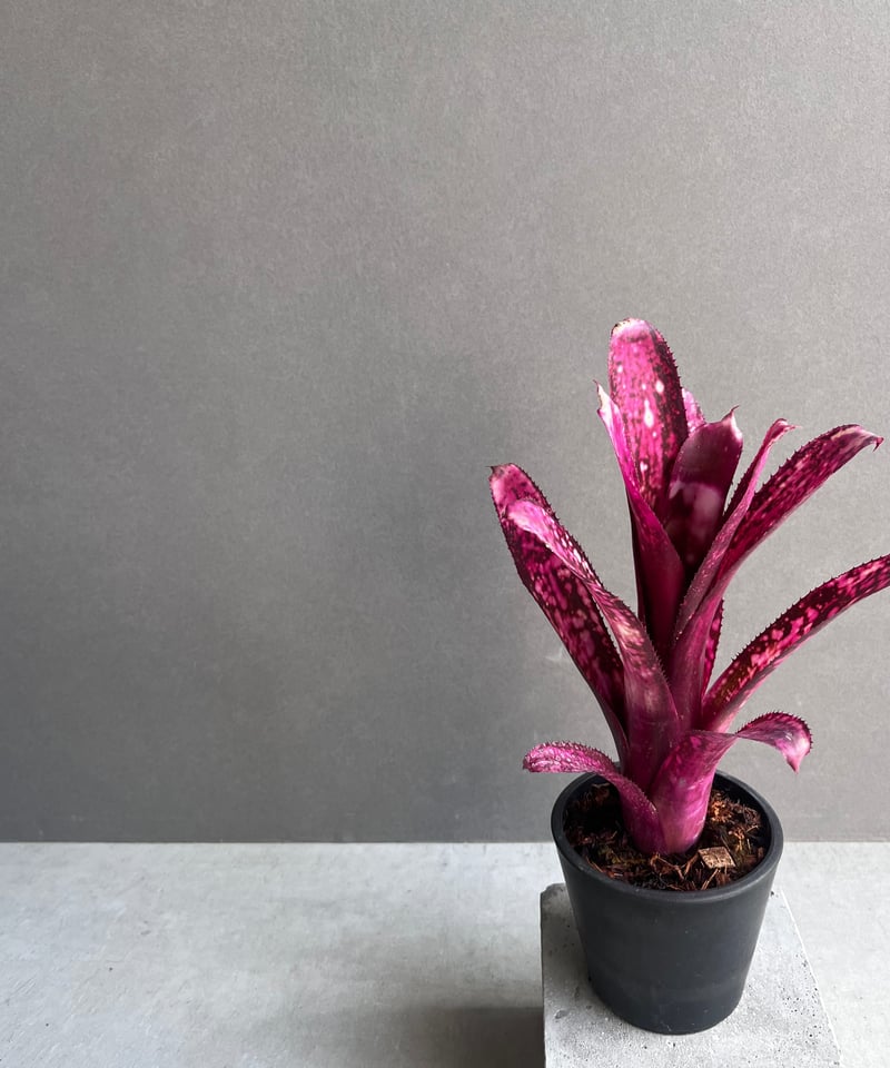 ビルベルギア ハレルヤ 「Billbergia hallelujah」63Z | SHOUCH