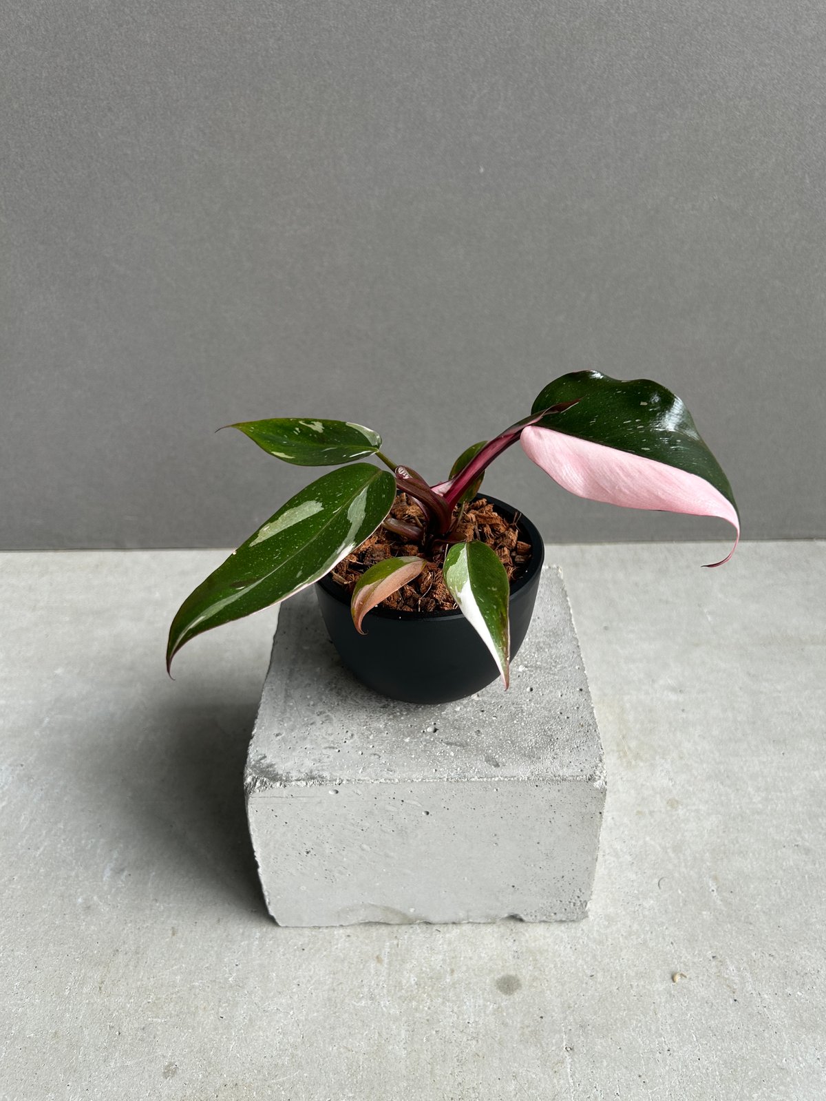 フィロデンドロン レッドコンゴ斑入「Philodendron Red Congo