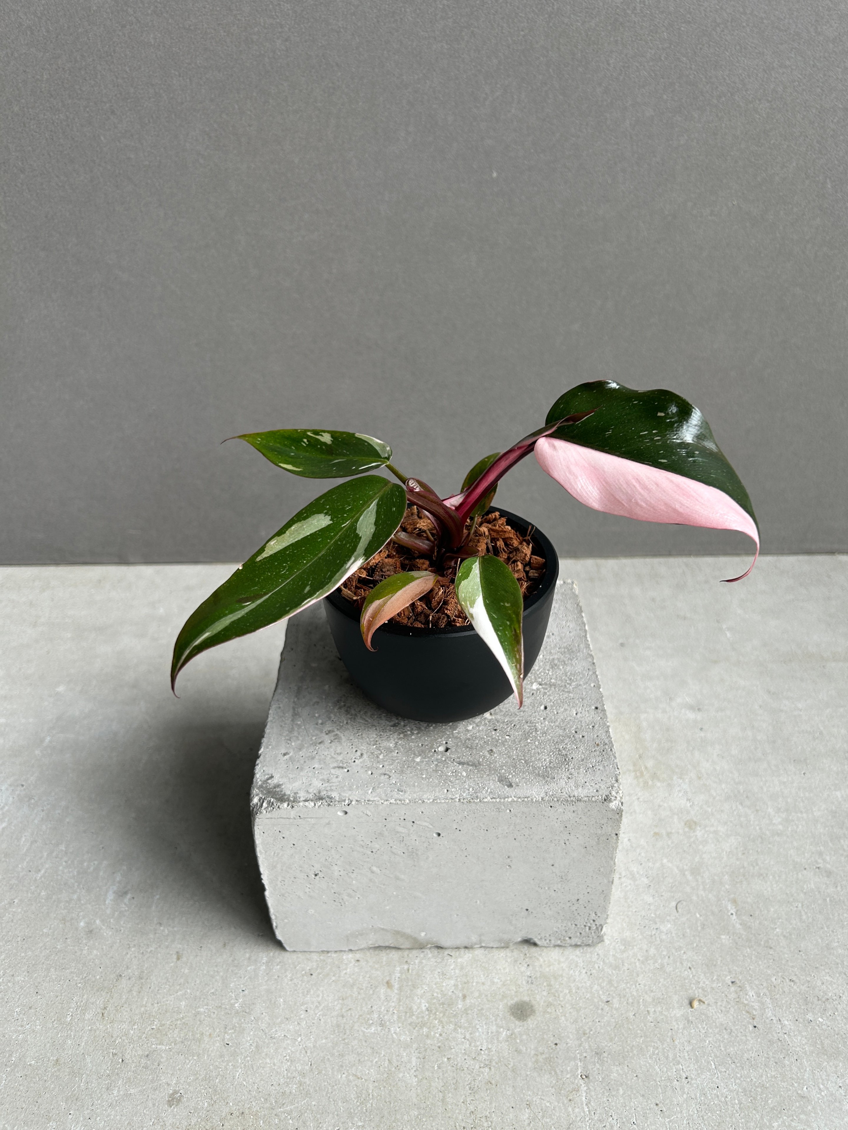 フィロデンドロン レッドコンゴ斑入「Philodendron Red Congo varieg