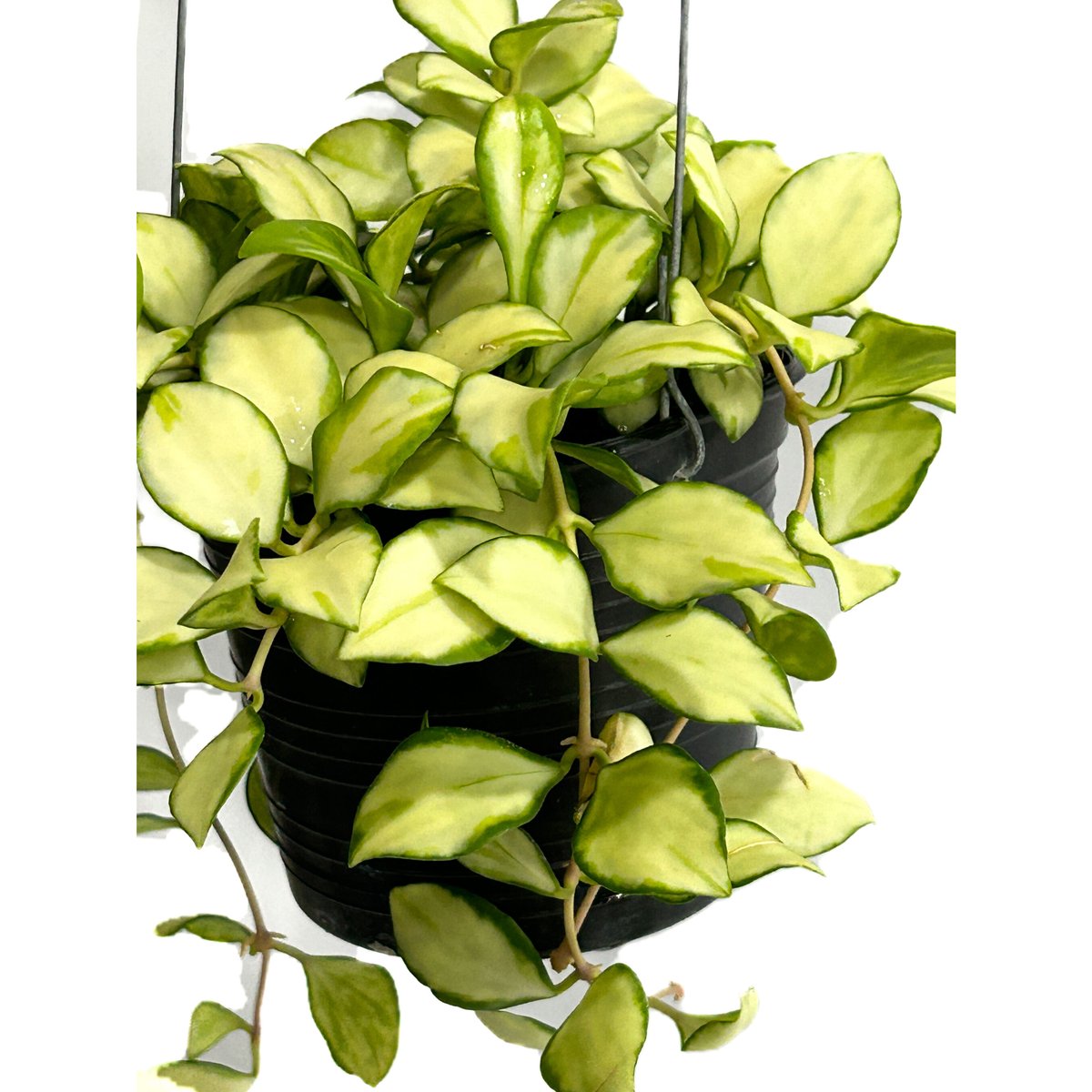 ホヤ ヘウスケリアナ 斑入「Hoya heuschkeliana var.」4/17-332