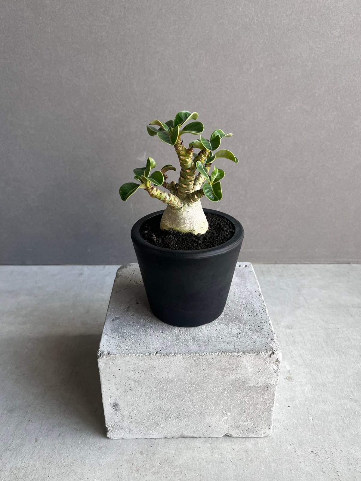アデニウム D.H.A (獅子葉) “選抜個体” 「Adenium D.H.A (Dorset アデニウム D.H.A (獅子葉) “選抜個体” 「Adenium D.H.A (Dorset