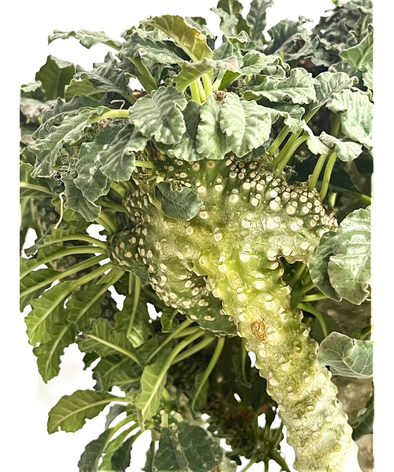 ドルステニア ラブラニー x フォエチダ 綴化「Dorstenia lavrani x foe