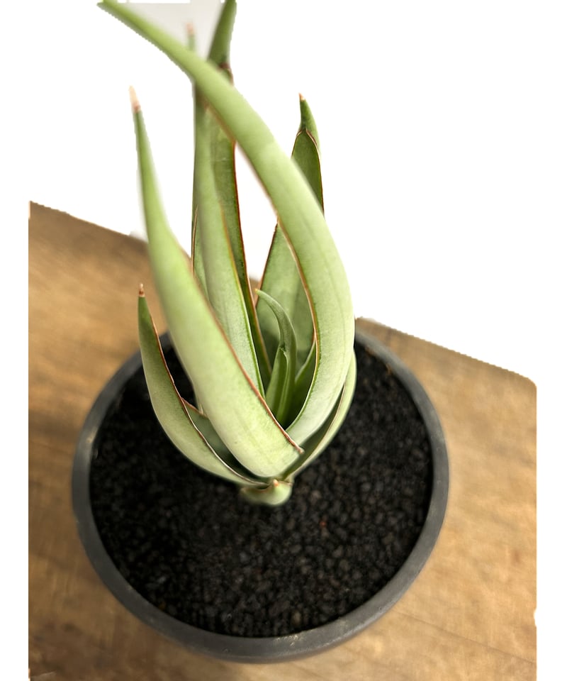 サンセベリア ヘルファイア「Sansevieria Hellfire」4/13-326 | S