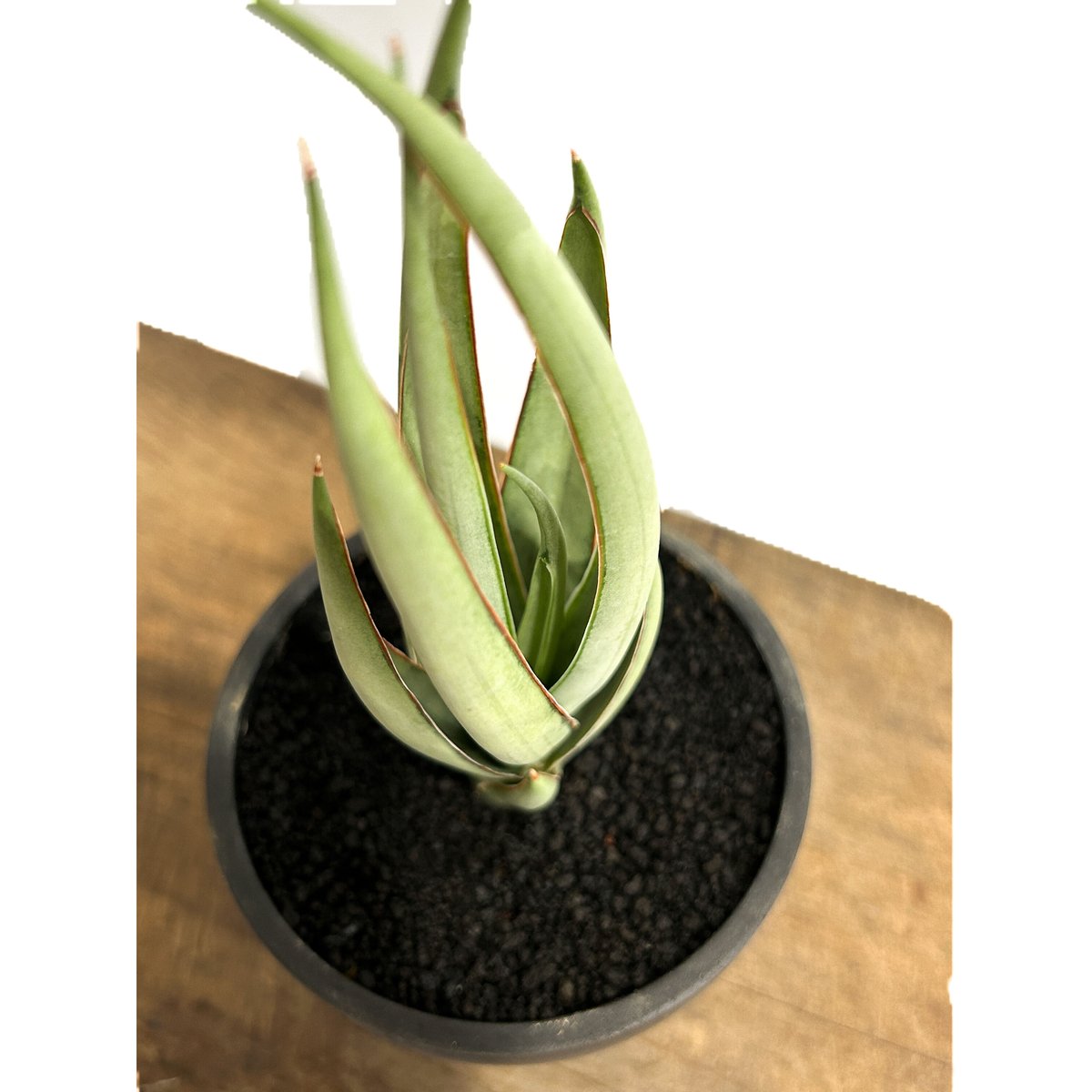 サンセベリア ヘルファイア「Sansevieria Hellfire」4/13-326 | S