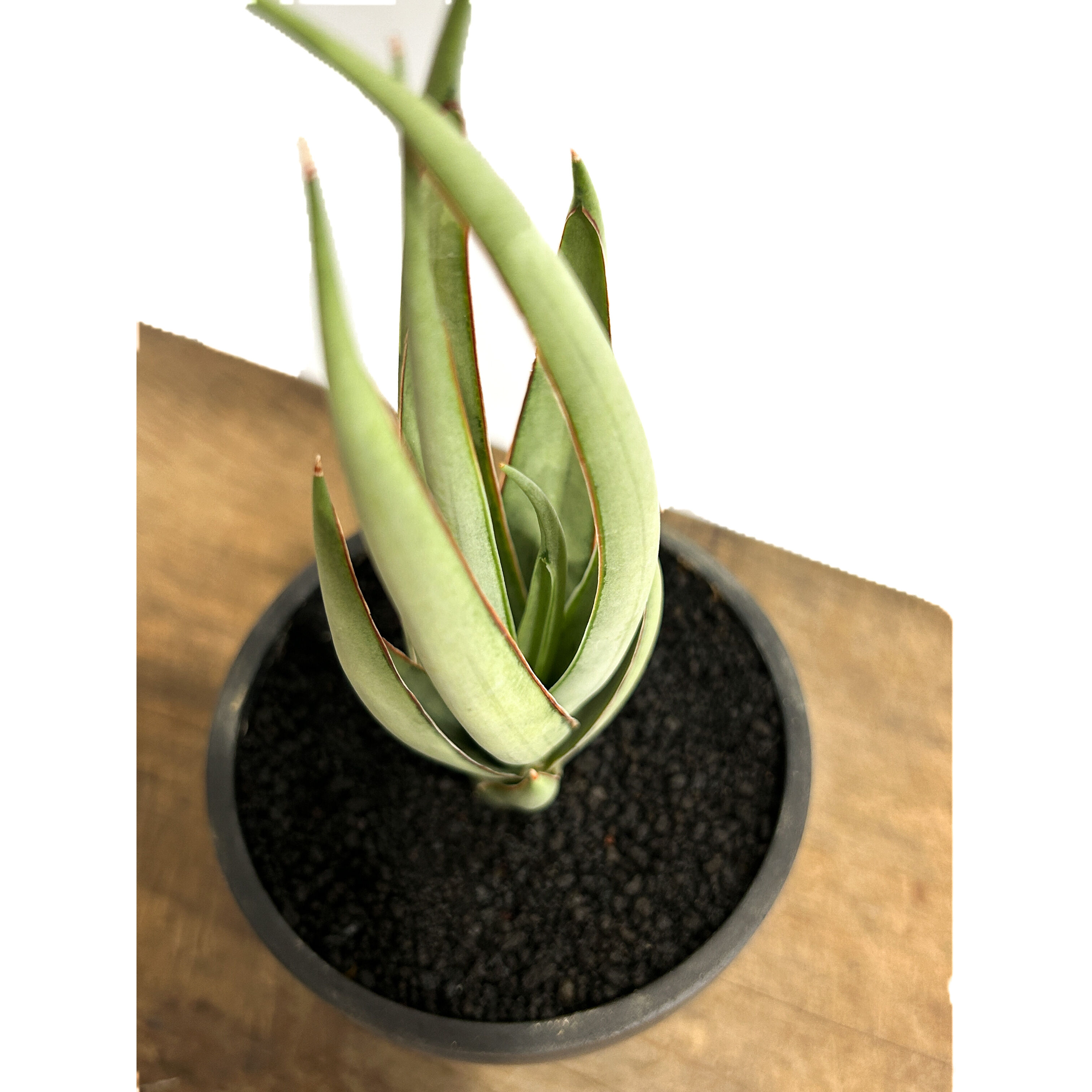 サンセベリア ヘルファイア「Sansevieria Hellfire」4/13-326 | S