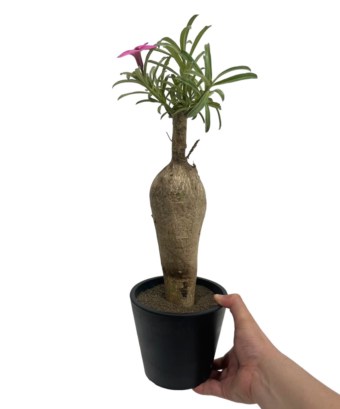アデニウム スワジクム 「Adenium swazicum」59R | SHOUCHIKUEN