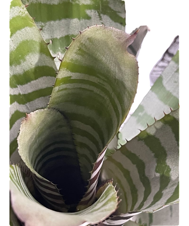エクメア チャンティニー エボニー「 Aechmea chantinii Ebony」4-5