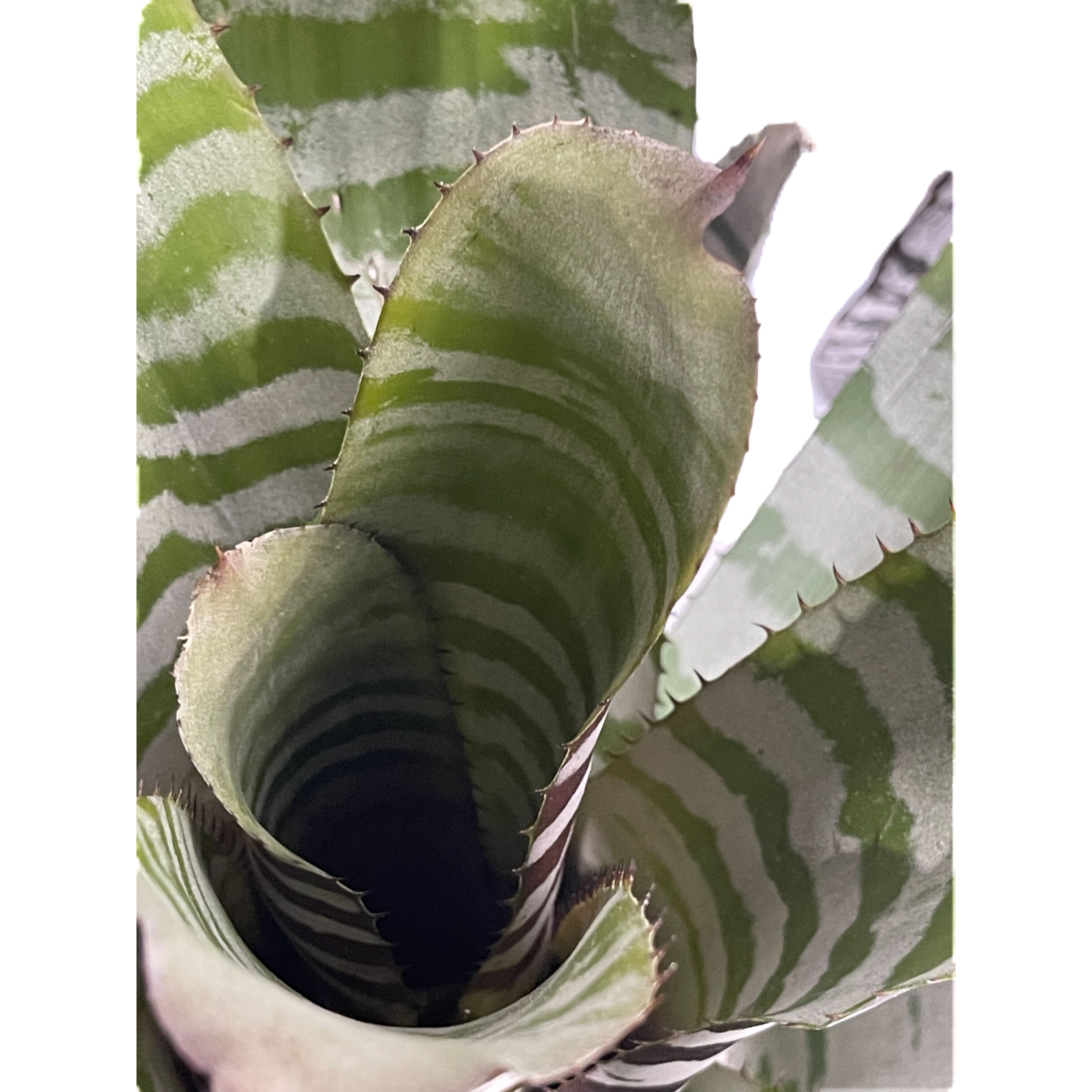 エクメア チャンティニー エボニー「 Aechmea chantinii Ebony」4-5