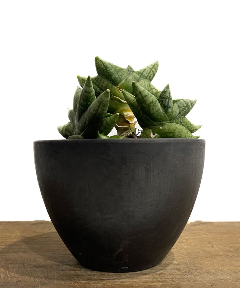 サンスベリア　セットD fit=scale-down,w=1200