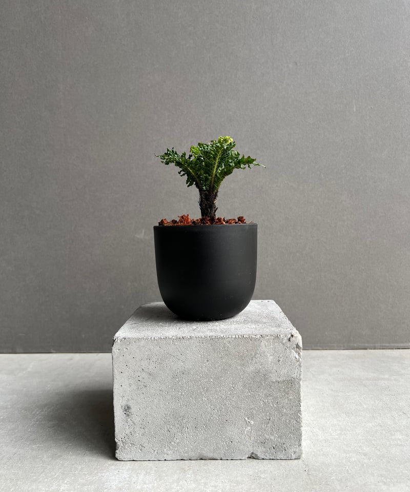 ブレクナム ギッバム ドワーフ 「Blechnum gibbum Dwarf 」100B |