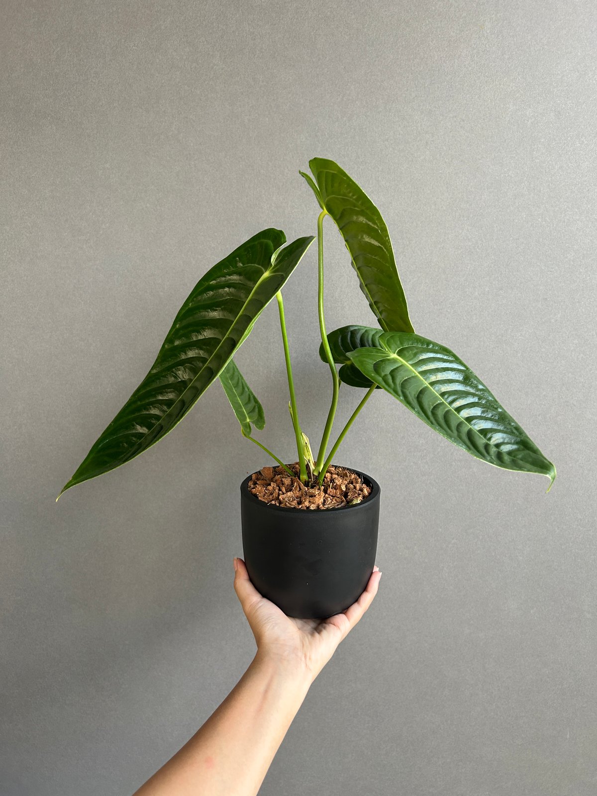 アンスリウム ベイチー　Anthurium veitchii narrow アンスリウム ベイチー ナローフォーム | GREEN LUCK
