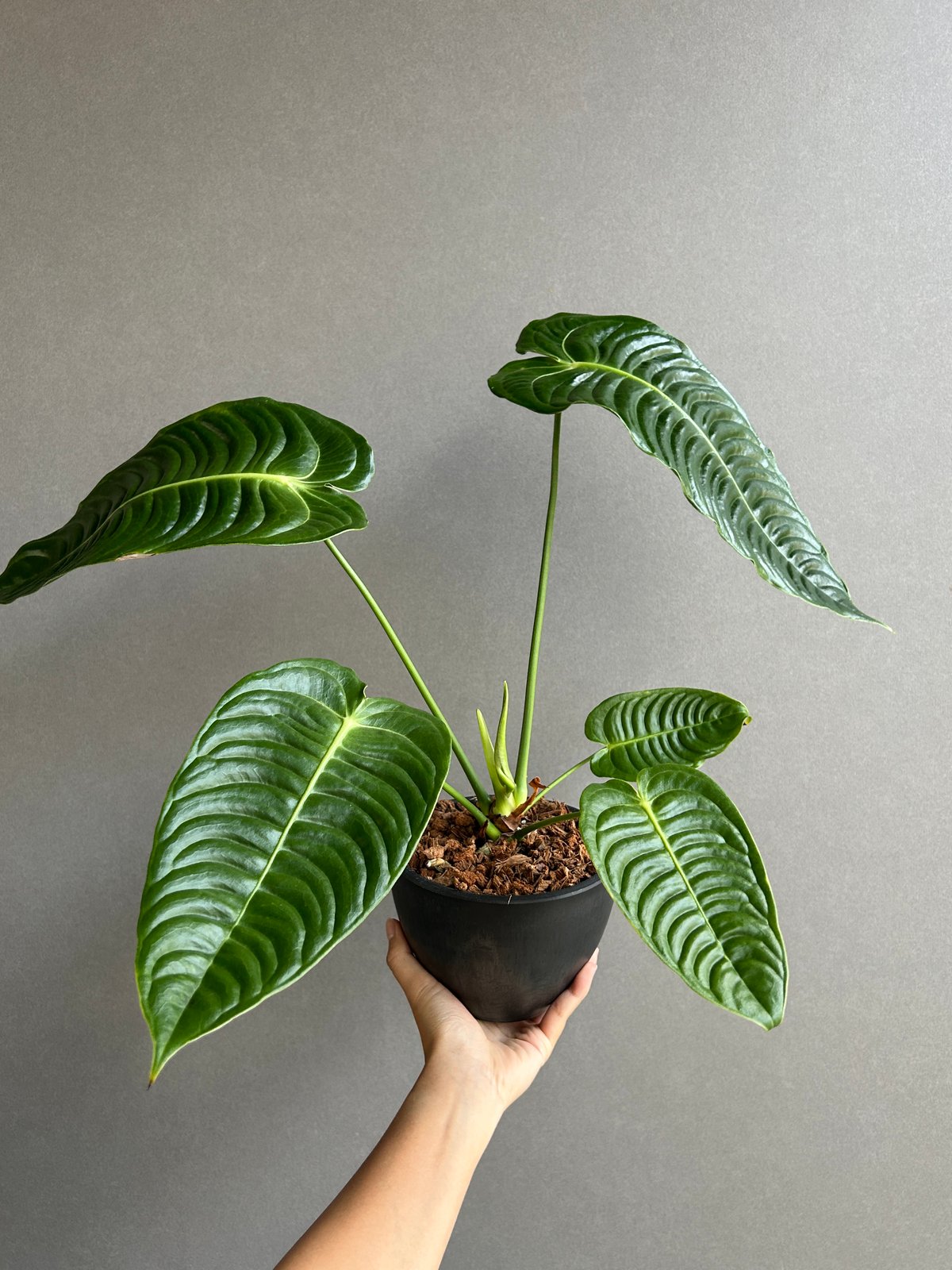 アンスリウム ベイチー 「Anthurium veitchii」30I | SHOUCHIKUEN