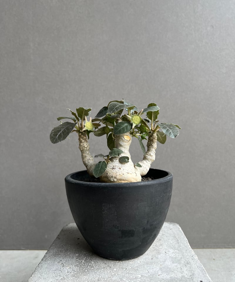 ドルステニア フォエチダ “多頭タイプ” 「Dorstenia foetida」10E | S