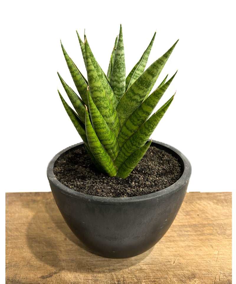 chana様一枚即日発送 合計7台 Switch まとめ売り セイミツ工業 PS-14-K 差込式クリア押し