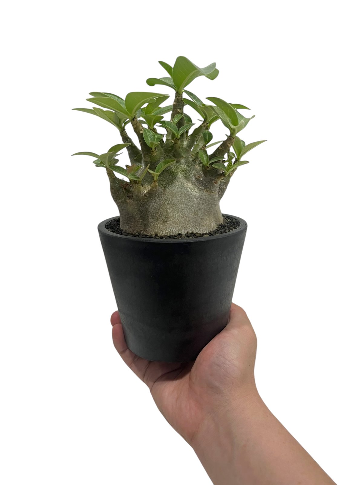 アデニウム アラビカム スーパー ドワーフ “ブラック” 「Adenium