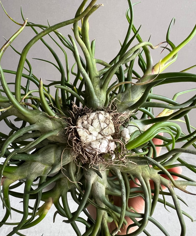 ティランジア ブルボーサ クランプ (実生苗) 「Tillandsia bulbosa clu