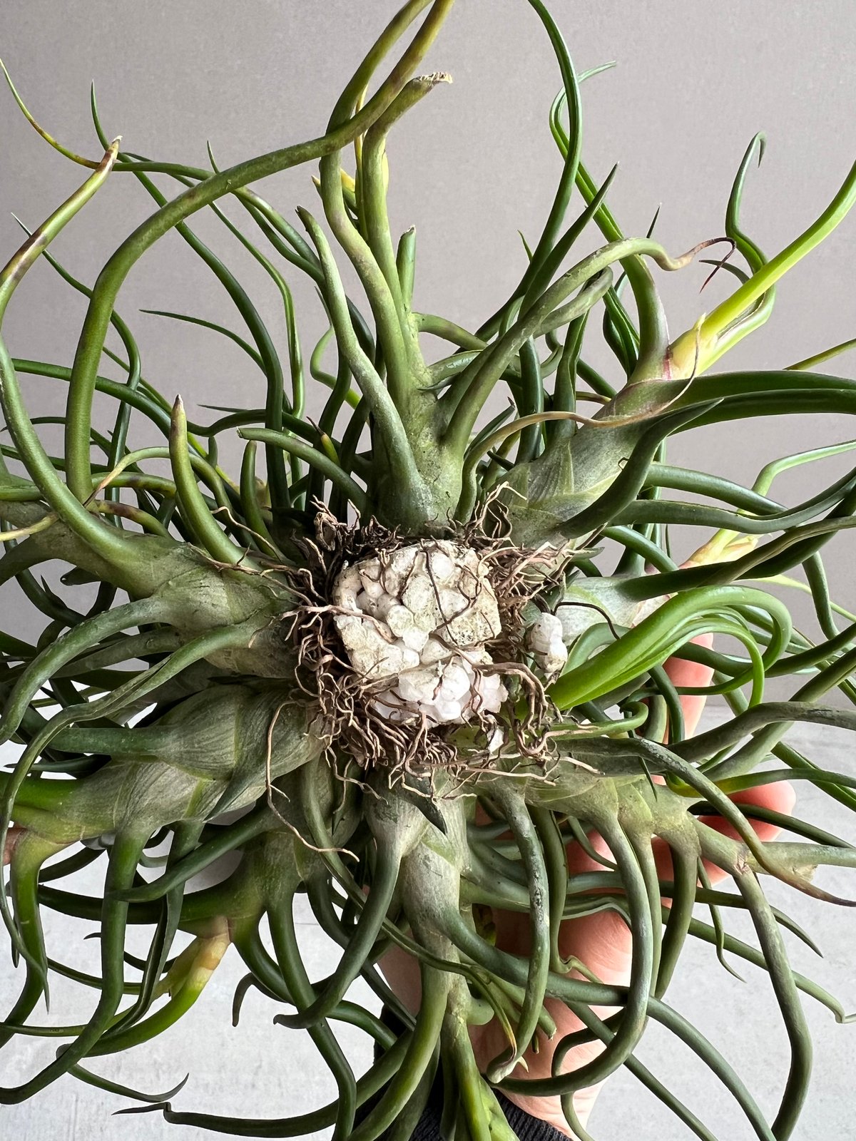 ティランジア ブルボーサ クランプ (実生苗) 「Tillandsia