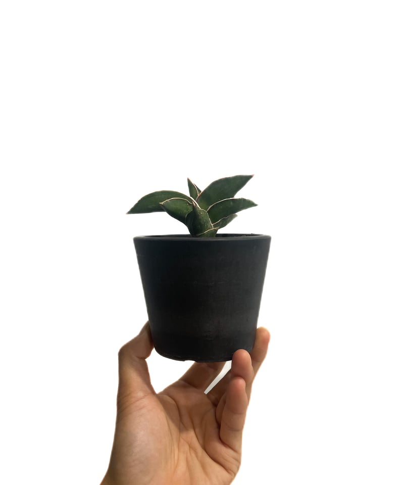 サンセベリア サムライ ドワーフ「Sansevieria samurai dwarf」89E-