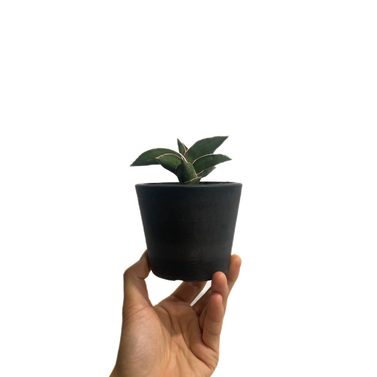 つか サンスベリア　ブラック マキイラ　サムライドワーフ　セット サンセベリア サムライ ドワーフ「Sansevieria samurai dwarf」89E-
