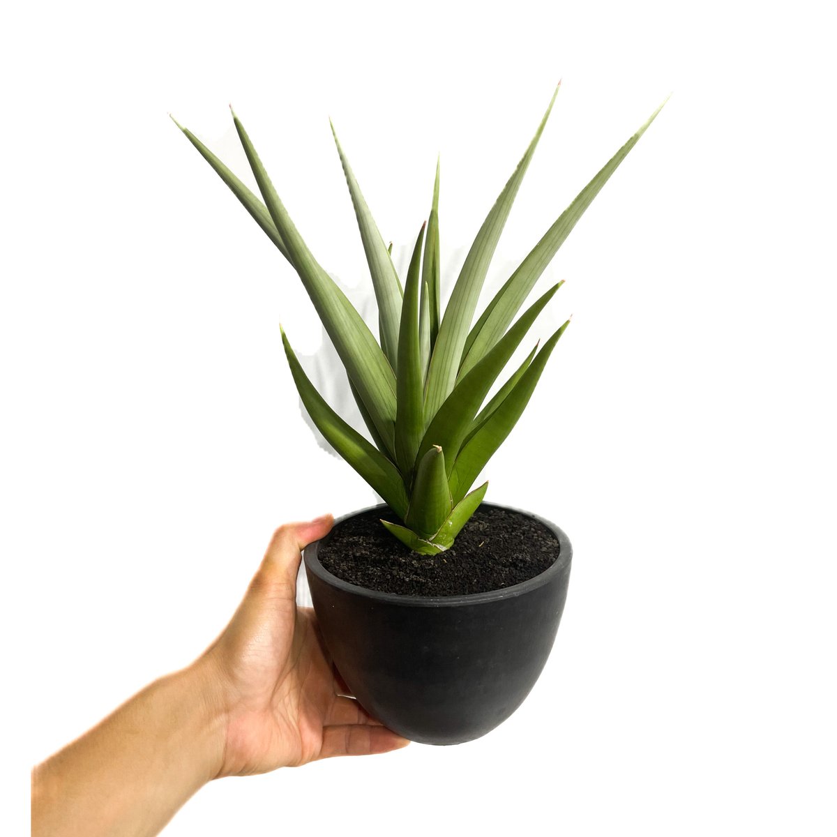 【希少！一点のみ！ 炎のようで美しい】サンスベリア チャニン サンセベリア チャニン「Sansevieria Chanin(by Unyamanee Gar
