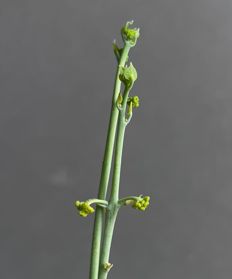 ステファニア エレクタ 「Stephania erecta」46B | SHOUCHIKUEN
