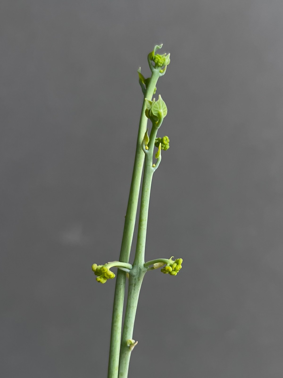 ステファニアエレクタ ステファニア エレクタ 「Stephania erecta」46B | SHOUCHIKUEN