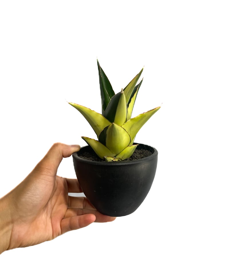 サンセベリア タワー 斑入り ハーフムーン「Sansevieria Tower サンセベリア タワー 斑入り ハーフムーン「Sansevieria Tower