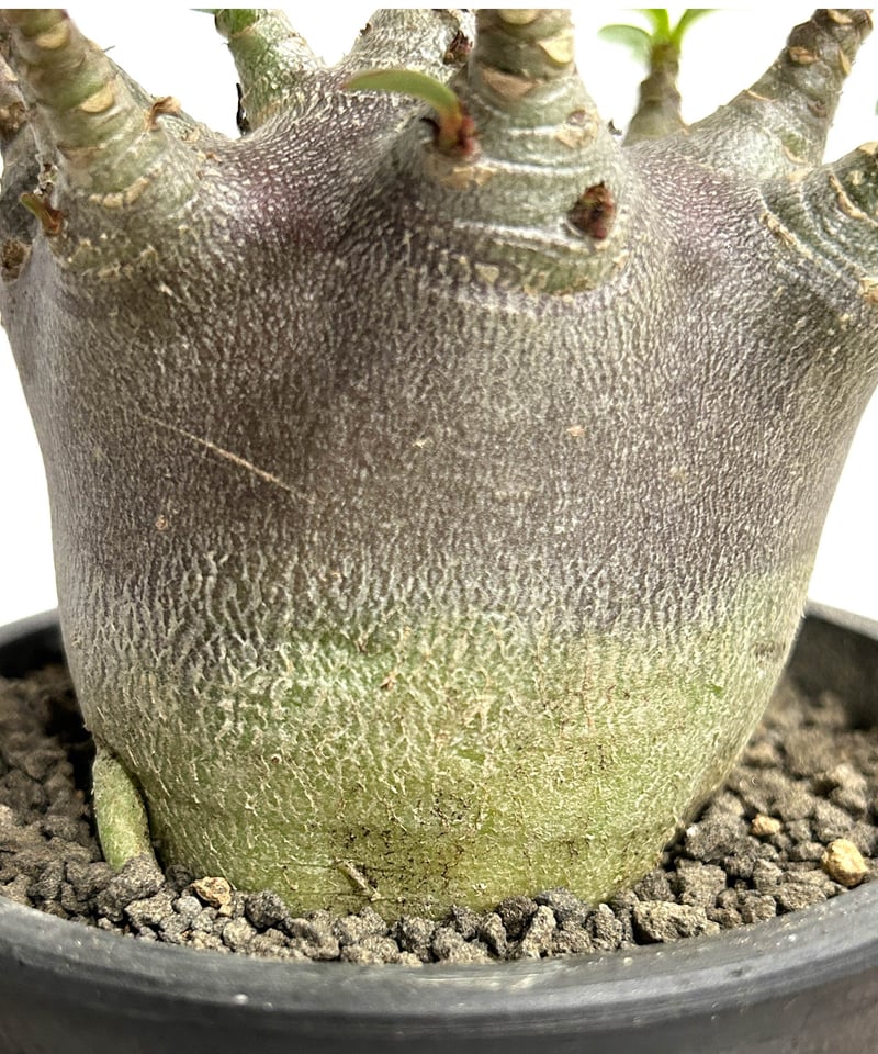 アデニウム アラビカムドワーフ タイプ “ブラック”「adenium arabicum