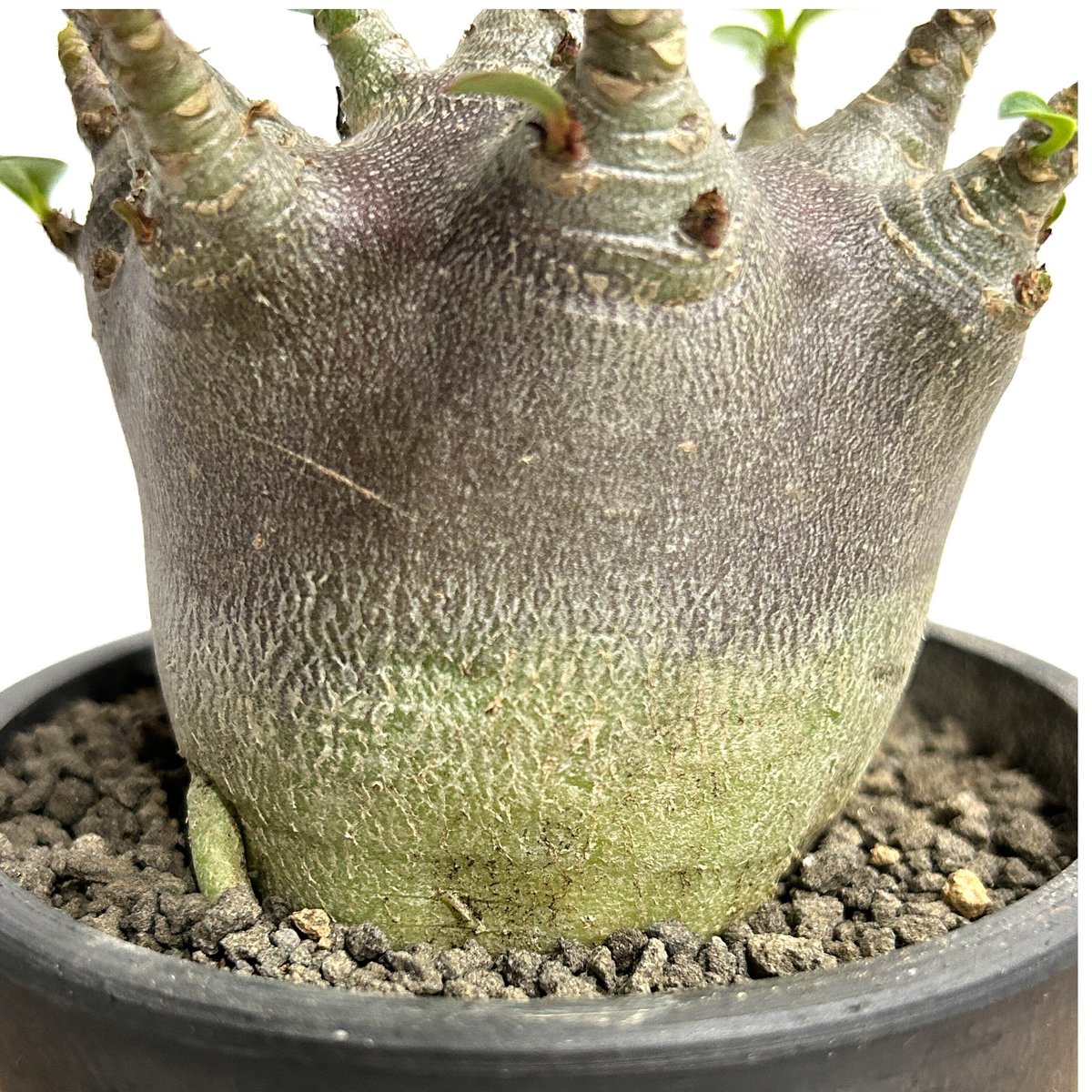 アデニウム アラビカムドワーフ タイプ “ブラック”「adenium arabicum