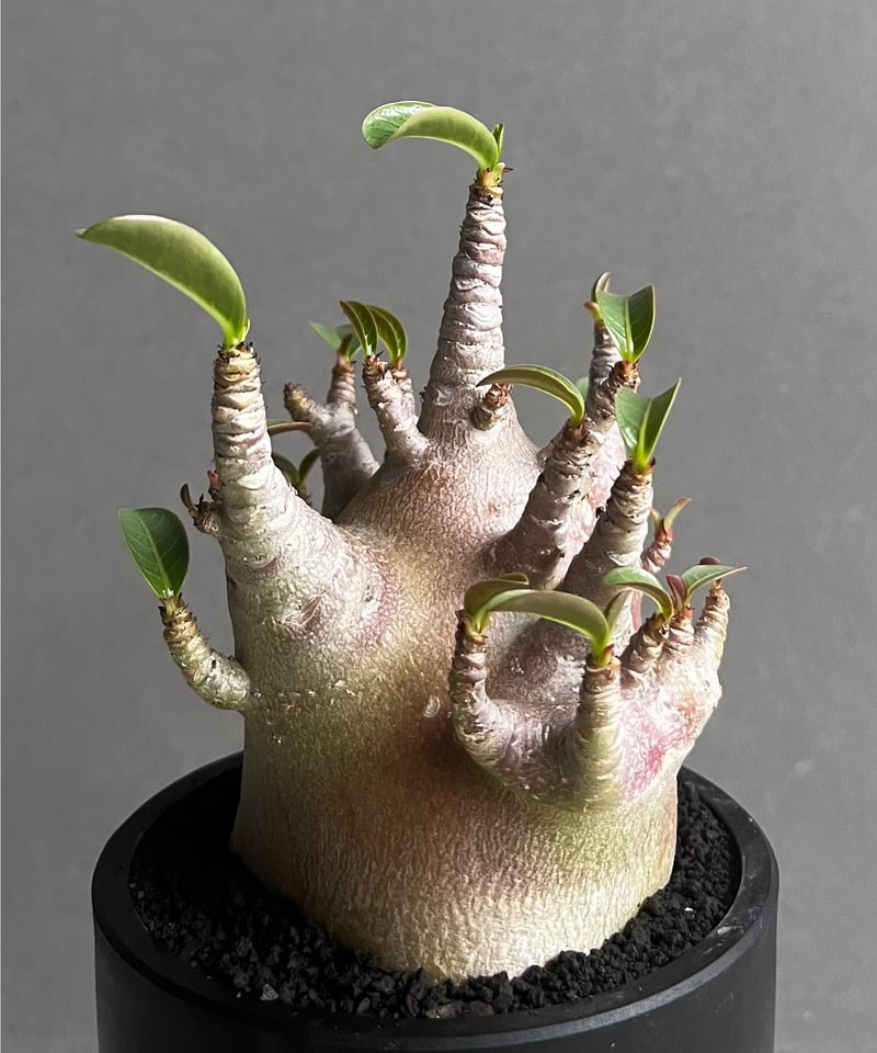 アデニウム　アラビカム アデニウム・アラビカムの基本情報・育て方｜多肉植物・サボテン