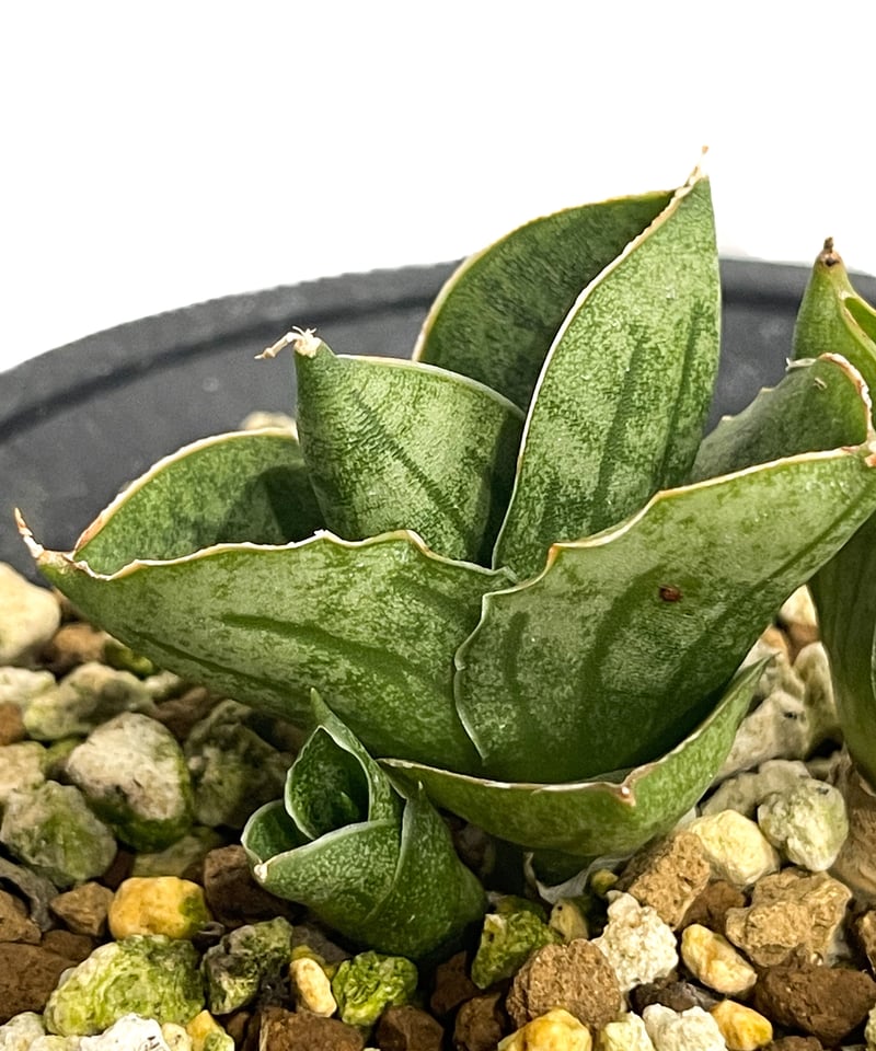 サンスベリア Sansevieria Mini Boncel white v B サンスベリア Sansevieria Mini Boncel white v B Sansevieria