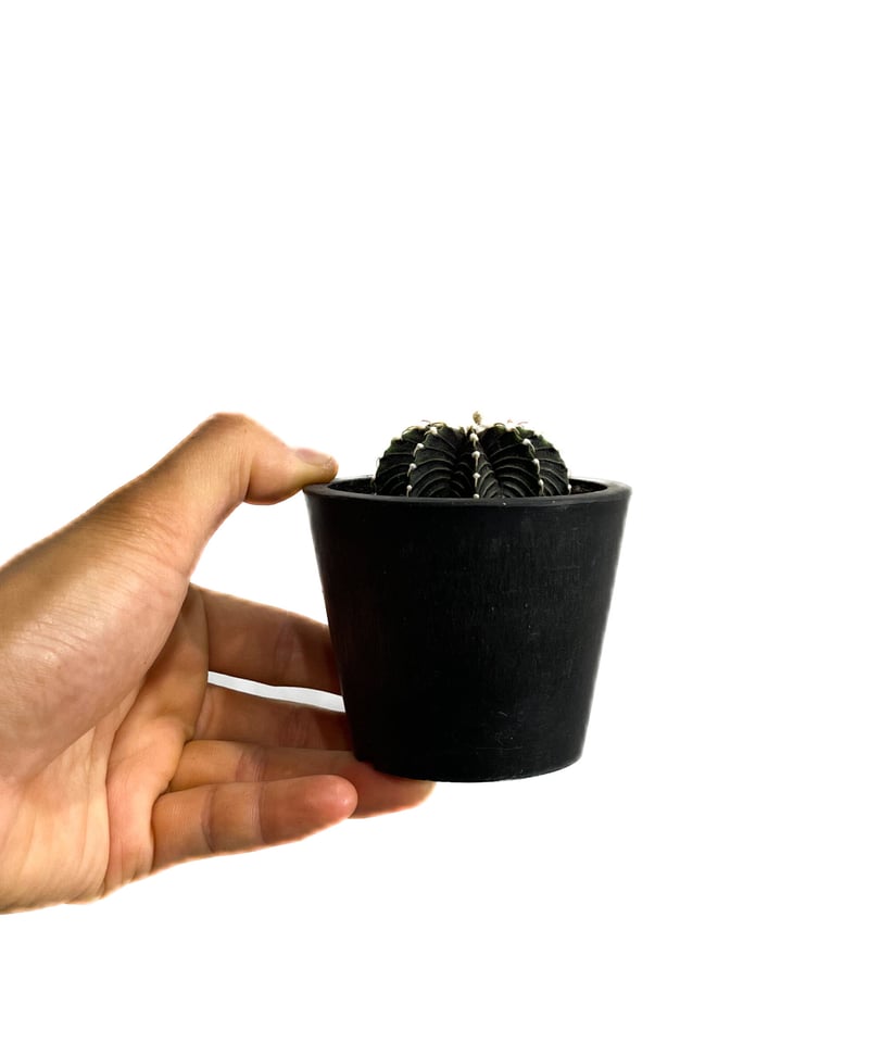 ギムノカリキウム フリードリヒ “VOS1241” KG 「Gymnocalycium fr ギムノカリキウム フリードリヒ “VOS1241” KG 「Gymnocalycium fr