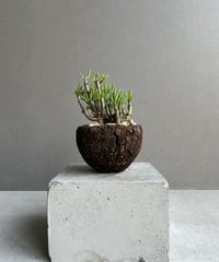 ビルベルギア ライムストーン「Billbergia Limestone」42W | SHOUC