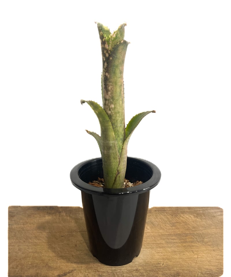 ブロメリア・エアープランツ Billbergia Calcite ブロメリア・エアー