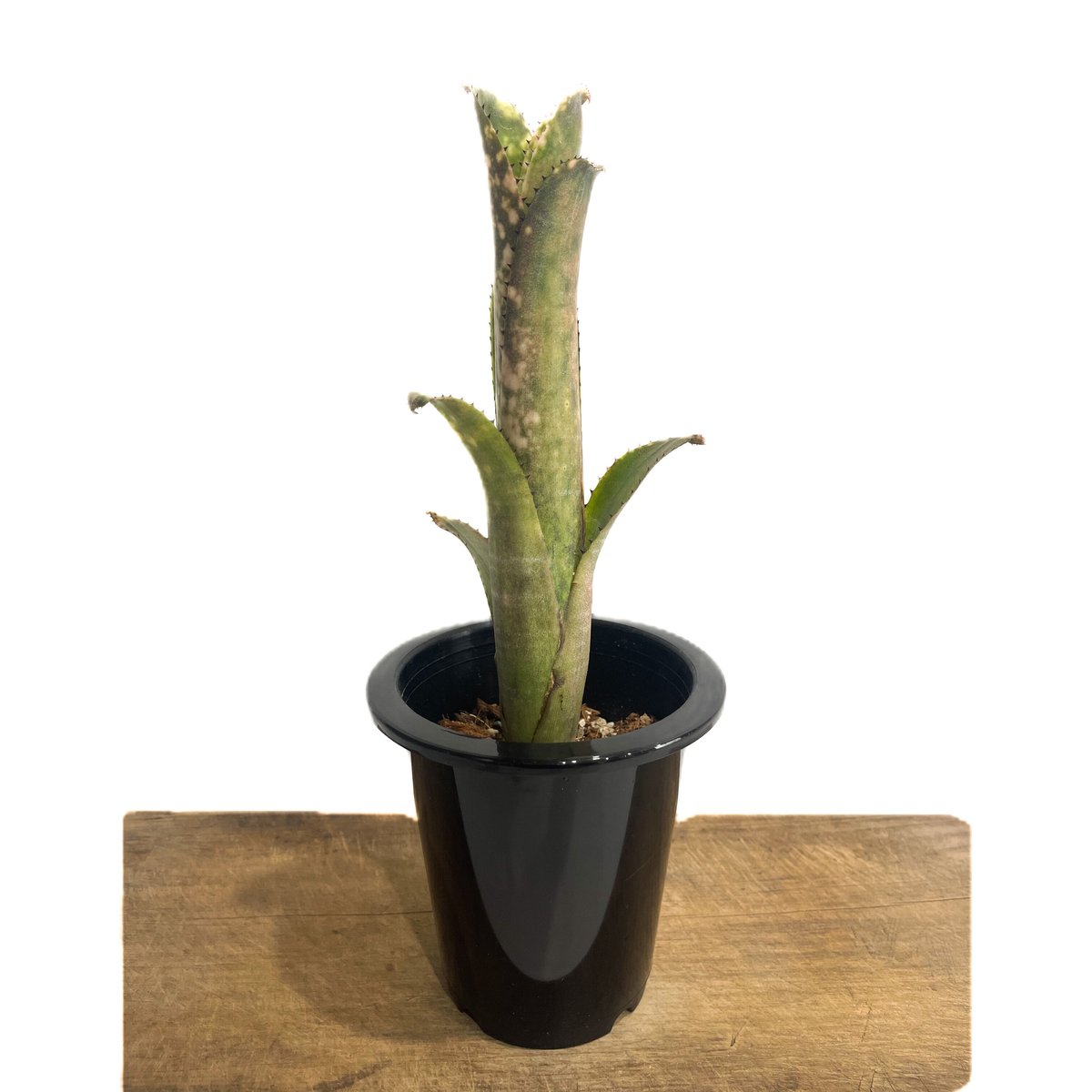 ビルベルギア (Kolan Beauty × sanderiana) 実生苗-2 ビルベルギア コラン ピンク グリーン「Billbergia Kolan Pink Green