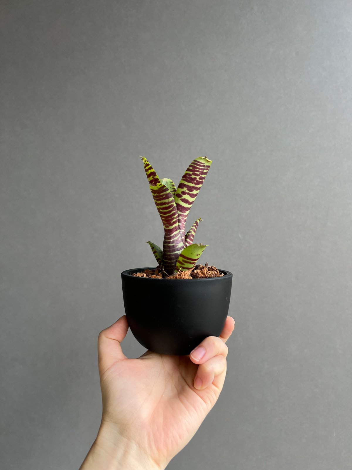 ネオレゲリア ブラック ホール 「Neoregelia Black Hole」88D