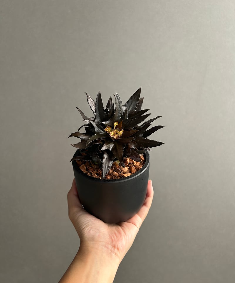 ユーフォルビア フランコイシー “エスプレッソ”「 Euphorbia