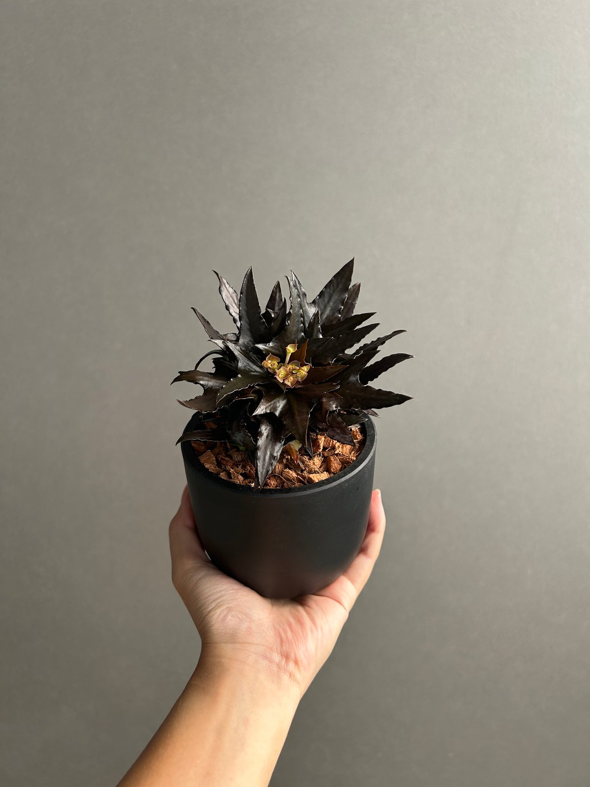 ユーフォルビア　フランコイシー　エスプレッソ ユーフォルビア フランコイシー “エスプレッソ”「 Euphorbia