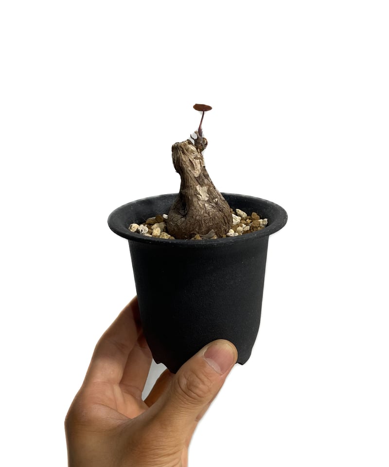 ステファニア　カウィーサキー ステファニア：カウィーサキー（sp.ノバ） 9号鉢植え の通販