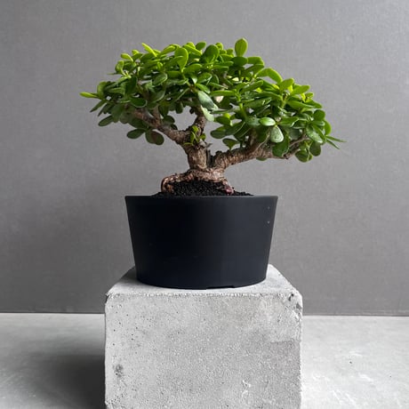 “うち” 盆栽 「“UCHI” BONSAI 」78A